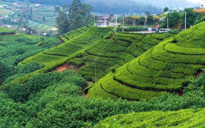 highland tea plantations in srilanka